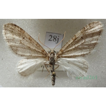 Trichopteryx carpinata (Borkhausen, 1794) Płatynka grabówka Czech28j